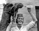 Qantas Hostess Feeding Camel