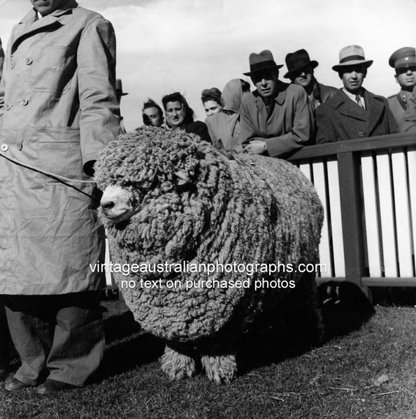 Champion of the Sheep Contest