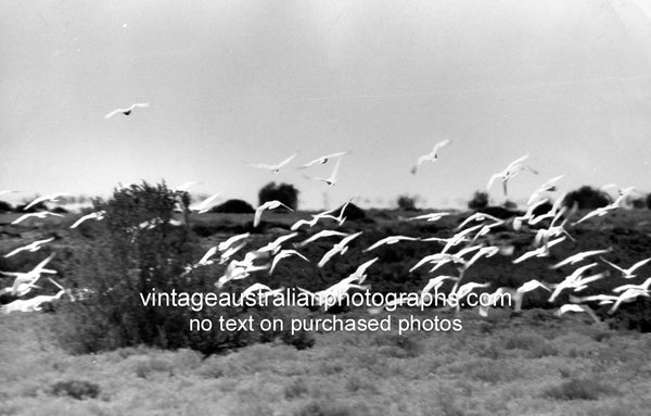 Cockatoos