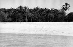 Coconut Trees Green Island