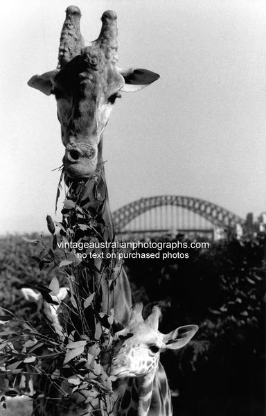 Giraffes at Sydney Zoo